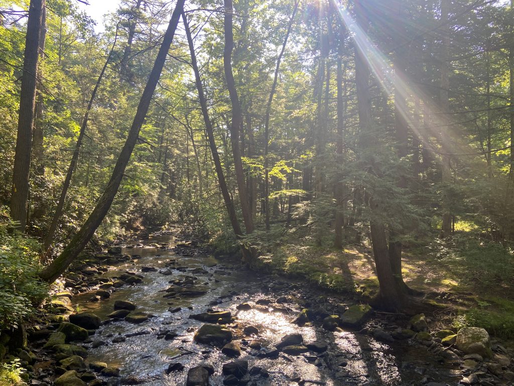 view of creek surrounded by trees with beams of light